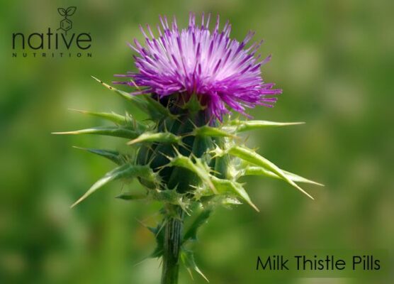 Milk Thistle Pills - native Nutrition